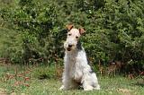 FOX TERRIER 265